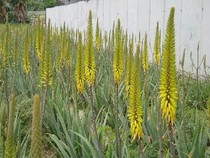 Aloe Park